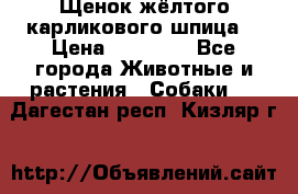 Щенок жёлтого карликового шпица  › Цена ­ 50 000 - Все города Животные и растения » Собаки   . Дагестан респ.,Кизляр г.